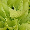 Hosta Fortunei - Aurea