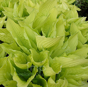 Hosta Fortunei 'Aurea' - Plantain Lily