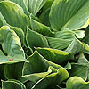 Hosta Fortunei - Obscura Marginata