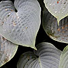 Hosta - Hapsden Blue