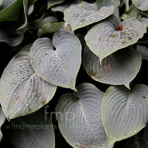 Hosta 'Hapsden Blue'