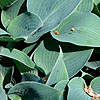 Hosta Halcyon