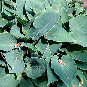 Hosta Halcyon - Plantain Lily