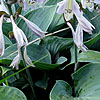 Hosta - Moody Blues