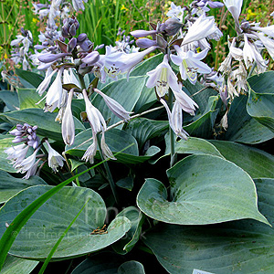 Hosta 'Moody Blues'