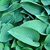 Hosta - Pacific Blue Edger