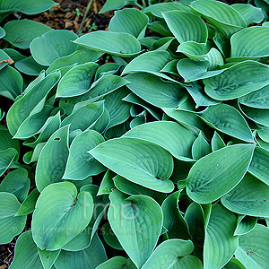 Hosta 'Pacific Blue Edger'