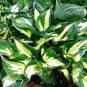 Hosta 'Revolution'