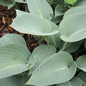 Hosta Tokudama 'Aureo-nebulosa'