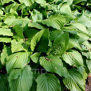 Hosta 'Royal Standard'