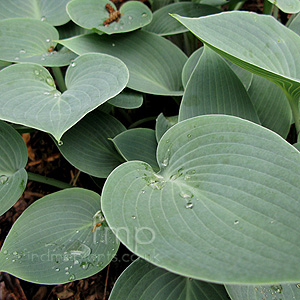 Hosta Sieboldiana elegans