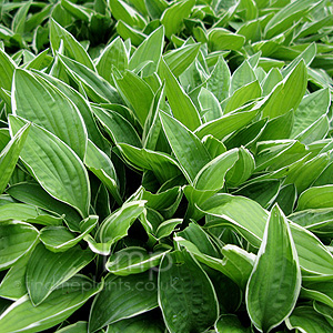 Hosta Sieboldiana