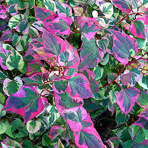 Houttuynia Cordata 'Chameleon'