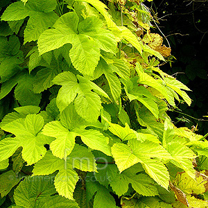 Humulus Lupulus 'Aureus' - Ornamental Hop, Humulus