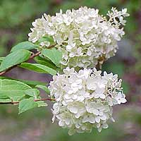 Hydrangea Paniculata 'Grandiflora'