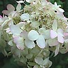 Hydrangea Macrophylla - White Lace