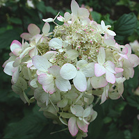 Hydrangea Macrophylla White Lace' - Mop Headed Hydrangea