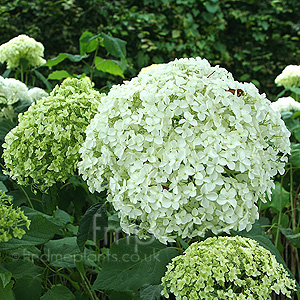 Hydrangea Arborescens 'Annabelle'