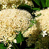 Hydrangea Arborescens - Astrid Lingren