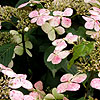 Hydrangea Macrophylla - Blue Bird