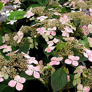 Hydrangea Macrophylla