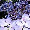 Hydrangea Macrophylla - Blue Bird