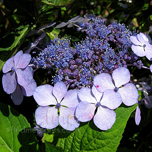 Hydrangea Macrophylla 'Blue Bird'