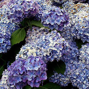 Hydrangea Macrophylla 'Bouquet Rose'