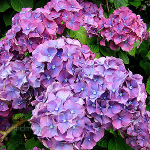 Hydrangea Macrophylla 'Heinrish Seidel'