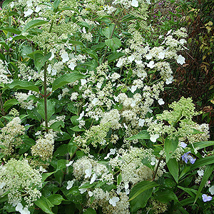 Hydrangea Paniculata 'Kyushu'