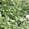 Hydrangea Macrophylla - Maculata