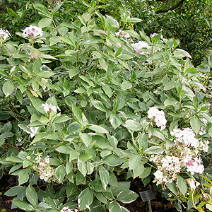 Hydrangea Macrophylla 'Maculata'