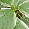 Hydrangea Macrophylla - Maculata