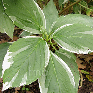 Hydrangea Macrophylla 'Maculata'