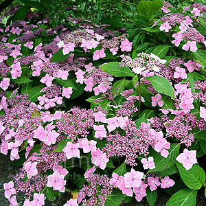 Hydrangea Macrophylla 'Mariesii'