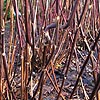 Hydrangea Macrophylla - Nigra