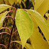 Hydrangea Paniculata