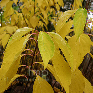 Hydrangea Paniculata