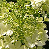 Hydrangea Paniculata - Dolly