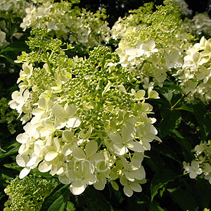 Hydrangea Paniculata 'Dolly'