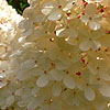 Hydrangea Paniculata - Renhy