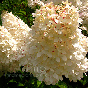 Hydrangea Paniculata 'Renhy'