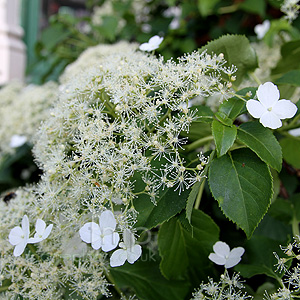 Hydrangea Petiolaris - Climbing Hydrangea