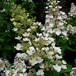 Hydrangea Paniculata 'Tardiva'