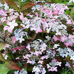 Hydrangea Serrata 'Tiara'