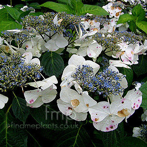 Hydrangea Macrophylla 'Veitchii'