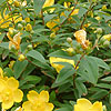 Hypericum Calycinum