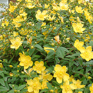 Hypericum Calycinum - Rose Of Sharon