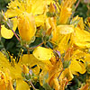 hypericum Olympicum - Edith