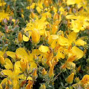 Hypericum Olympicum 'Edith'